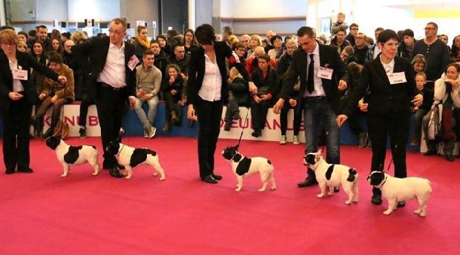 Du Clos De Saint Edern - Salon de l'agriculture, le 22 février.concours général agricole.