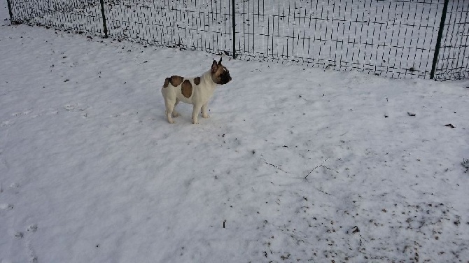 Du Clos De Saint Edern - Jade dans la neige!