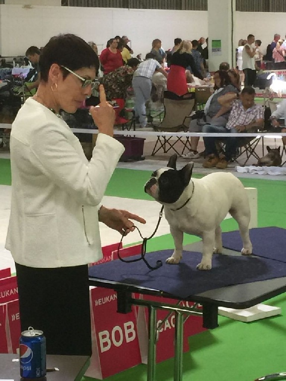 Du Clos De Saint Edern - Iphigénie au championnat de France 2015