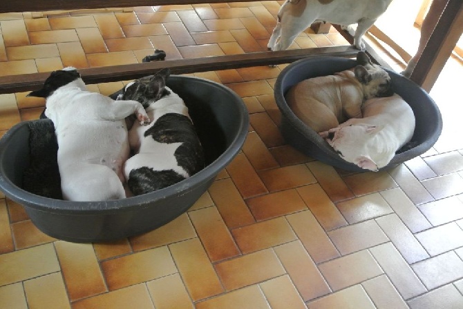 Du Clos De Saint Edern - La sieste après la bagarre.