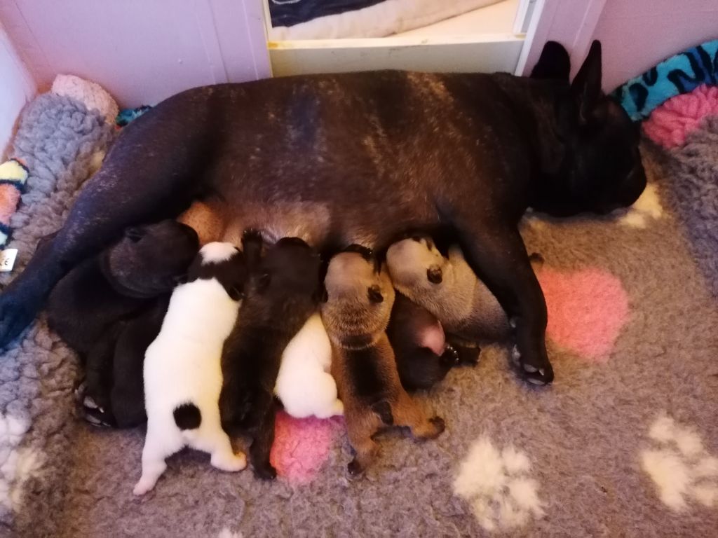 Du Clos De Saint Edern - LES BÉBÉS ONT UNE SEMAINE.